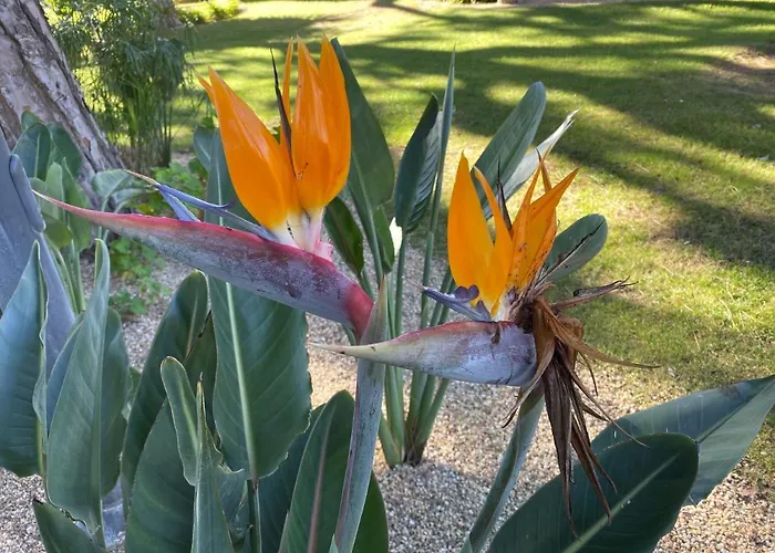 דירה Algarve Luxury Experience - Situated Within The Pinecliffs *